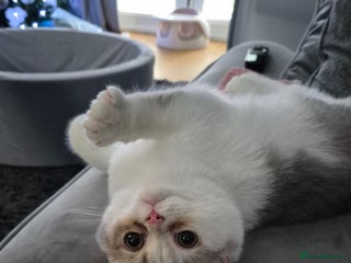 British Shorthair cats Ready now , Blue Golden and white boy - Advert 1