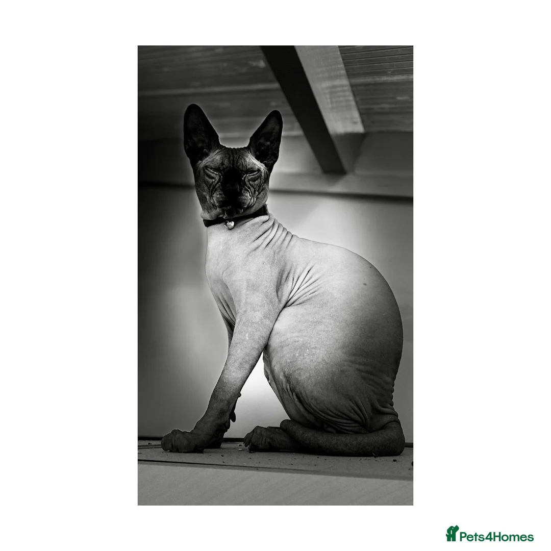 Sphynx cats for stud: Beautiful Canadian Boy For Stud in London - Advert 5