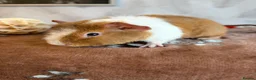 Guinea Pig rodents for sale: Beautiful pure Teddy guinea pigs  - Advert 6