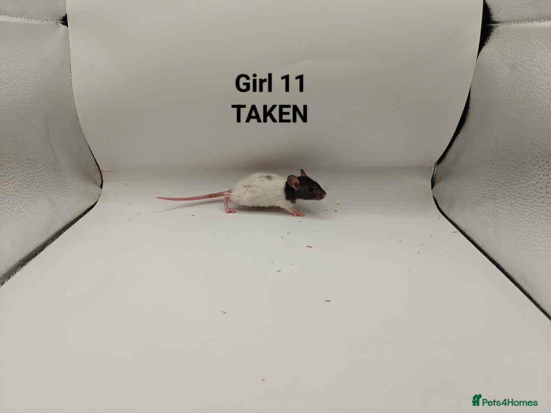 Rat rodents for sale: JAN: 27 Rats (21 Rats: 10 Boys & 11 Girls Left) - Advert 25