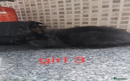 Lionhead rabbits for sale: 5 beautiful lionhead female babies - Image 11