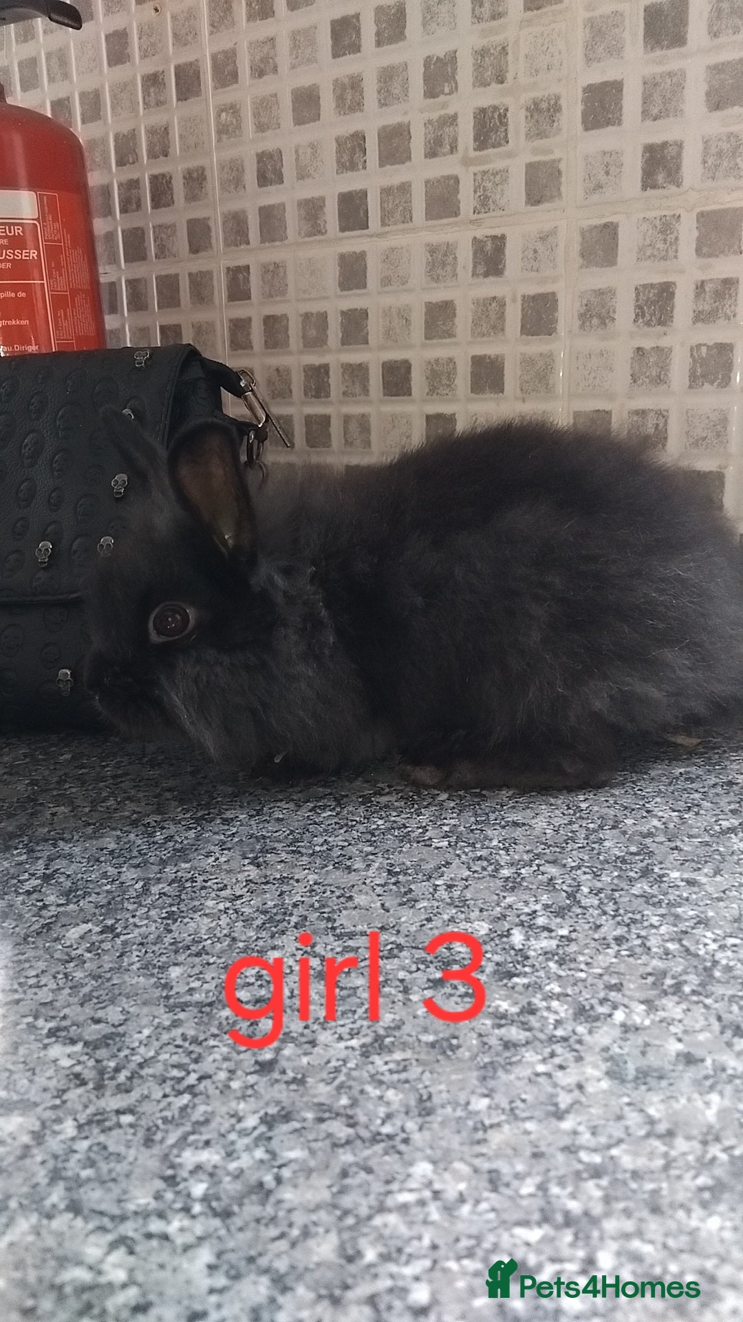 Lionhead rabbits for sale: 5 beautiful lionhead female babies - Image 11