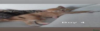 Male 4