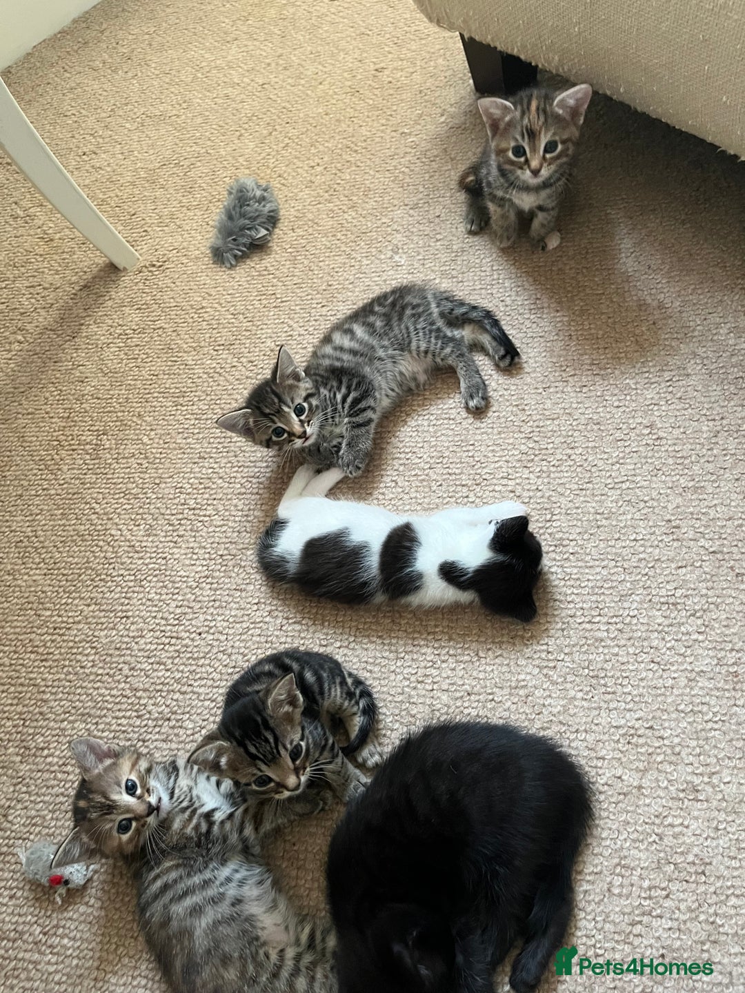 Mixed Breed cats for sale: Beautiful kittens ready for loving new homes.  - Image 9