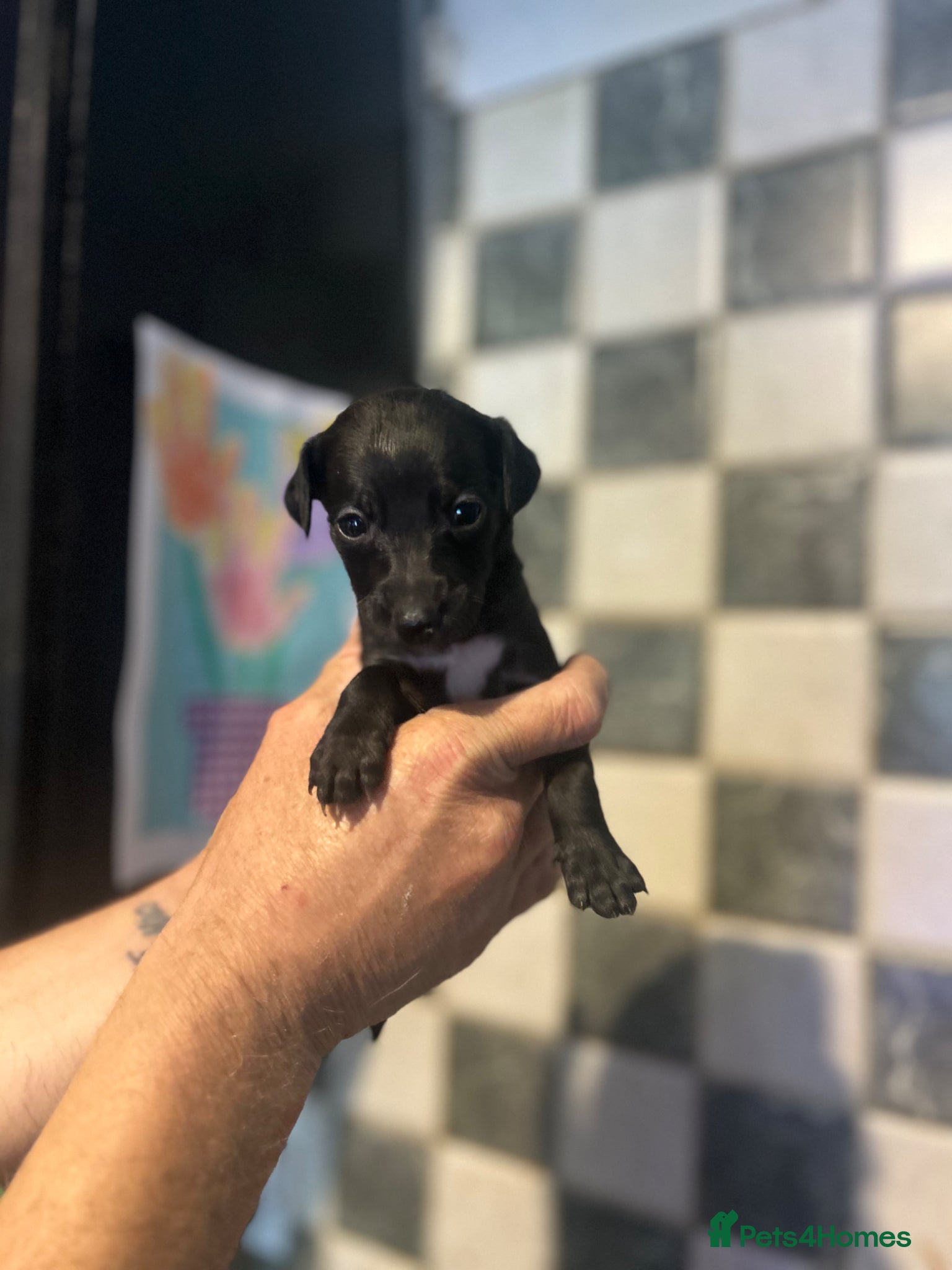 Mixed Breed dogs for sale: 11 gorgeous bedlington whippet pups  - Advert 12