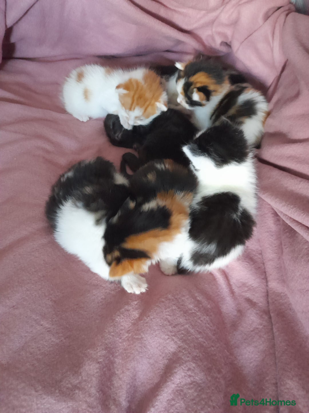 British Shorthair cats for sale: British shorthair kittens - Image 3