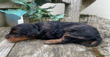 Mixed Breed dogs - Advert 4