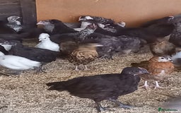 Mixed Breed poultry for sale: Fabulous feathery friends and point of lay pullets - Image 3
