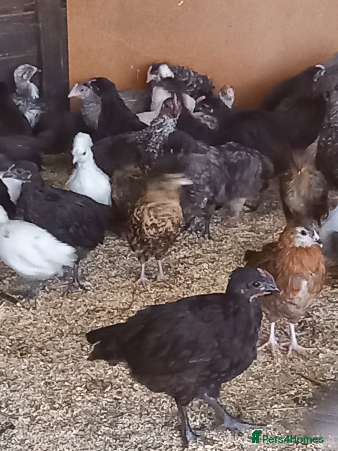 Mixed Breed poultry for sale: Fabulous feathery friends and point of lay pullets - Image 3