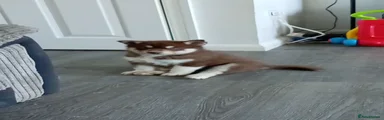 Coco