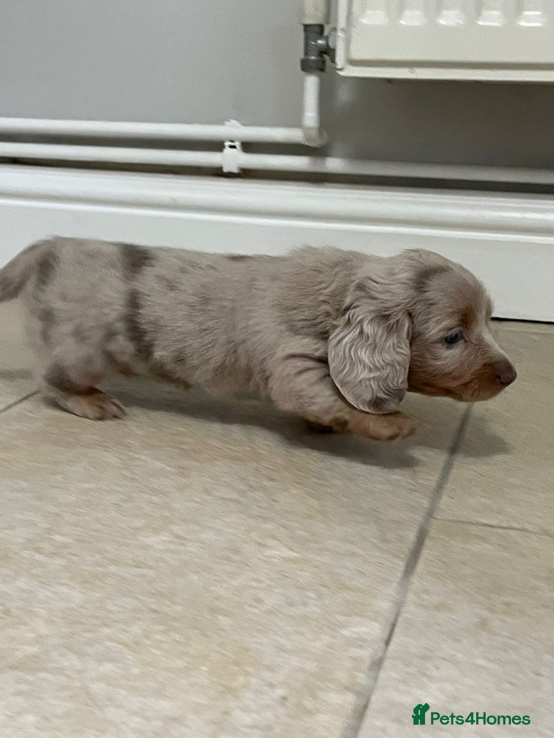 Miniature Dachshund dogs for sale: Long hair, Isabella and tan dapple / piebold  - Advert 10