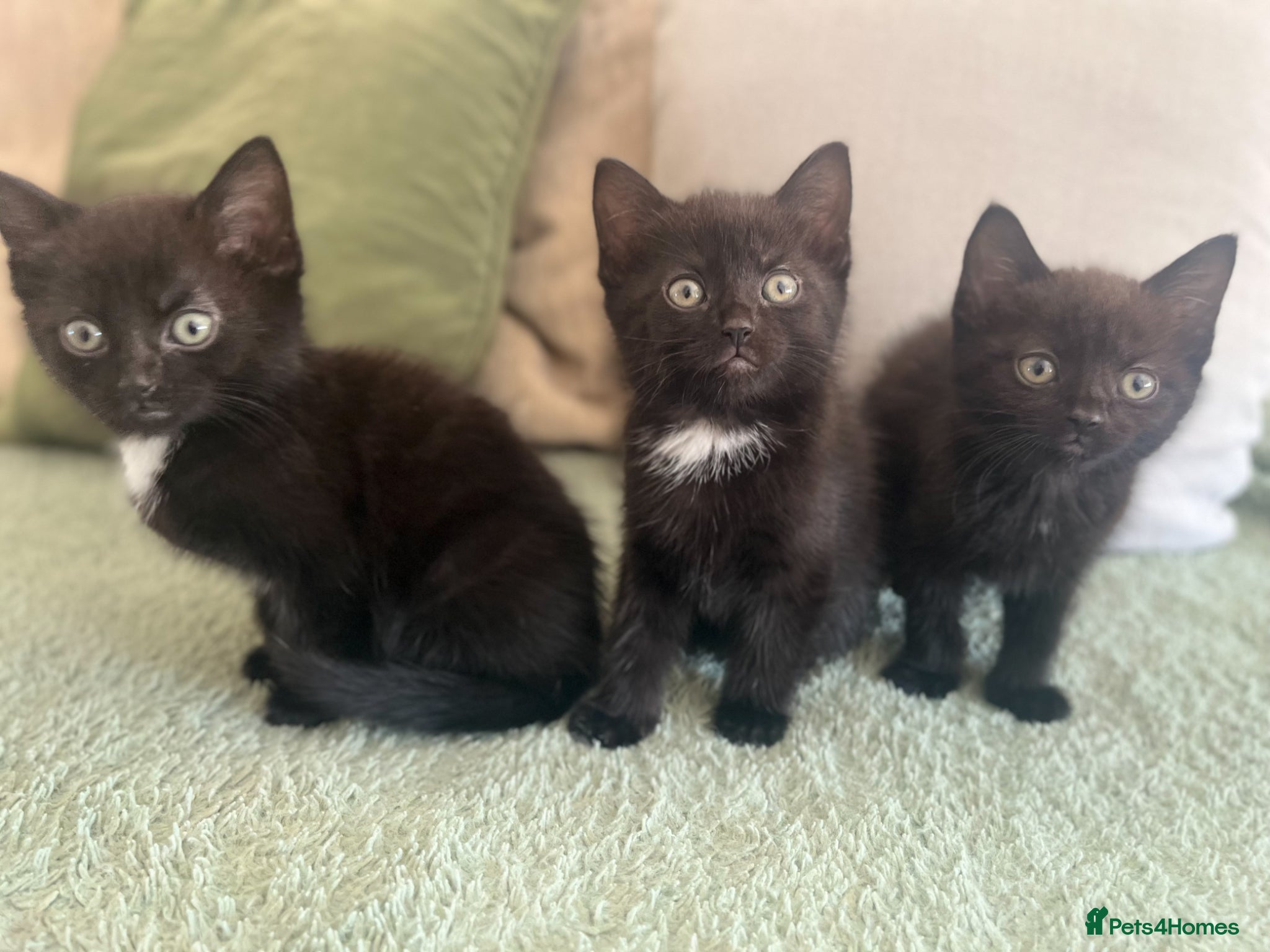 Mixed Breed cats 5 kittens available  - Advert 12