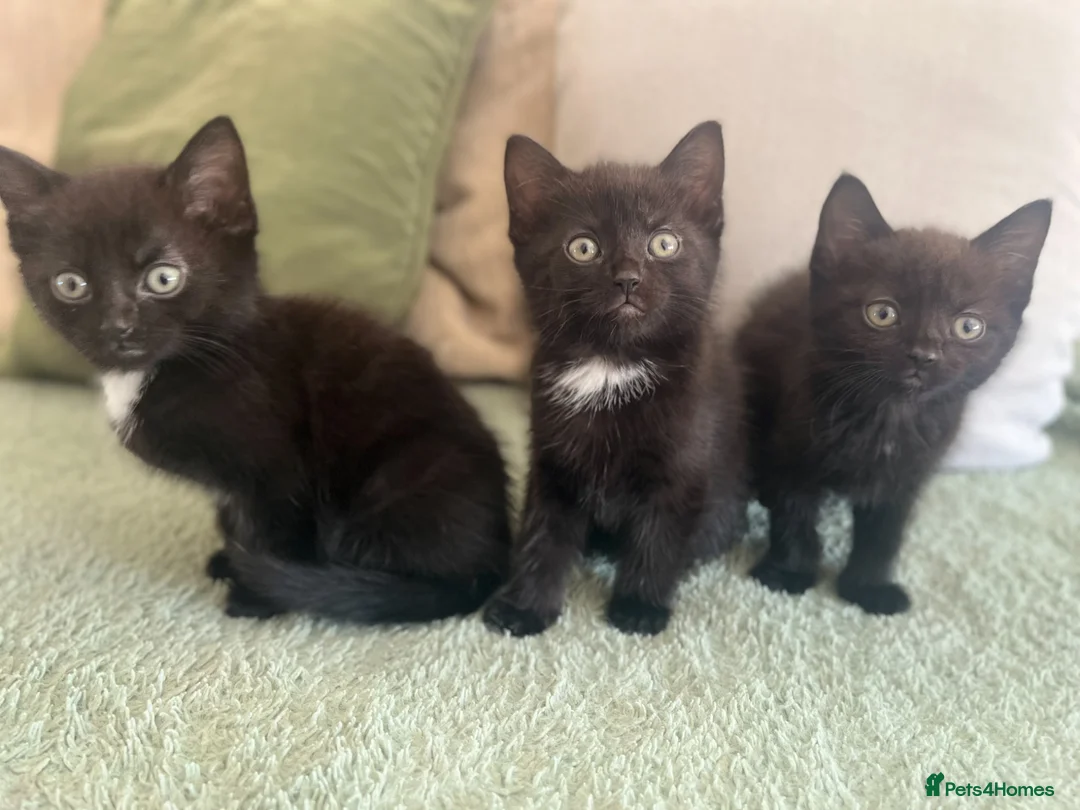 Mixed Breed cats for sale: 5 kittens available  in Wilmslow - Advert 1