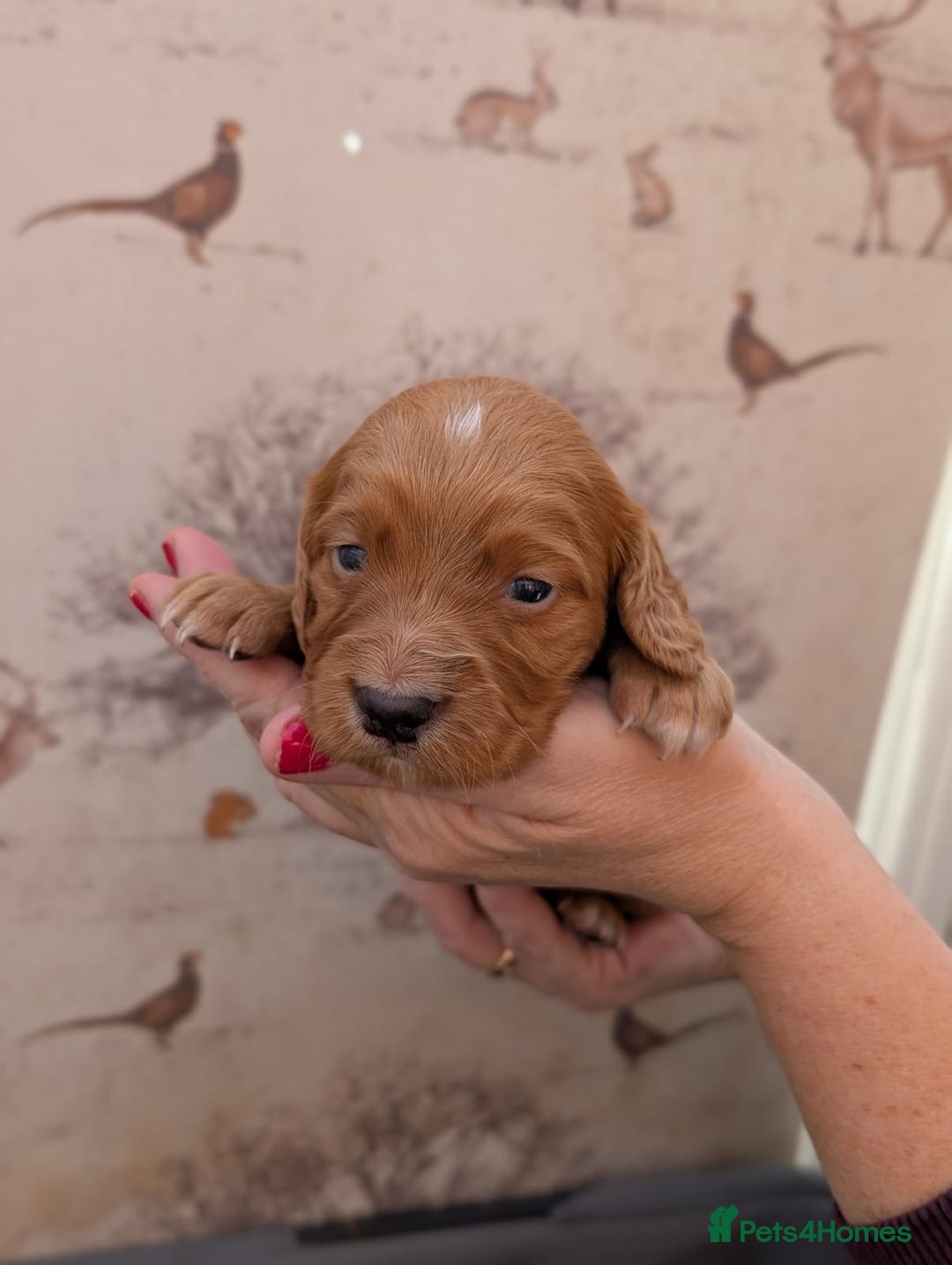 Cocker Spaniel dogs for sale: Beautiful KC Registered Working Cocker Spaniels  - Image 12