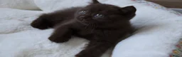 British Shorthair cats for sale: Chocolate Champion bloodline BSH - Advert 11