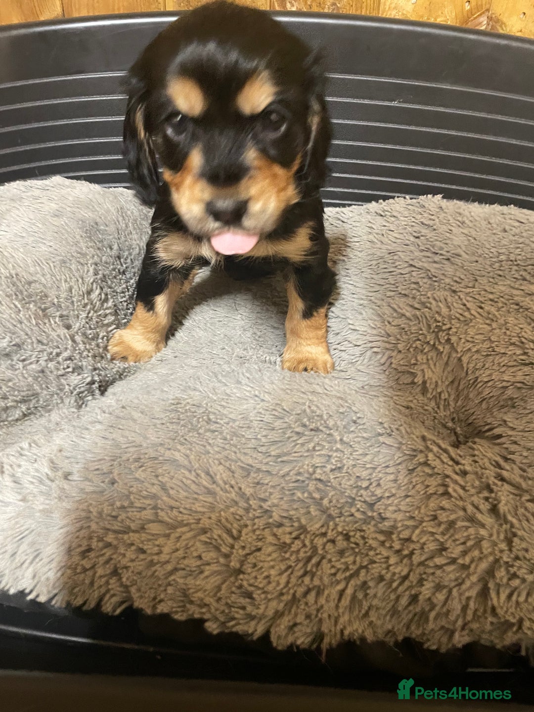 Cocker Spaniel dogs for sale: Beautiful Pedigree Cocker Spaniel’s  - Image 1