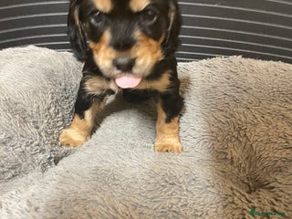 Cocker Spaniel dogs - Advert 1