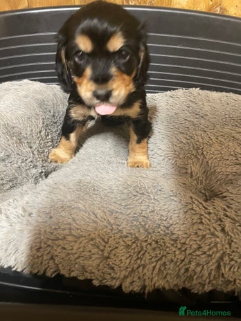 Cocker Spaniel dogs - Advert 6