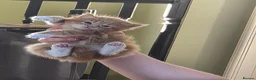 British Longhair cats for sale: Stunning fluff balls blh cross  - Advert 3