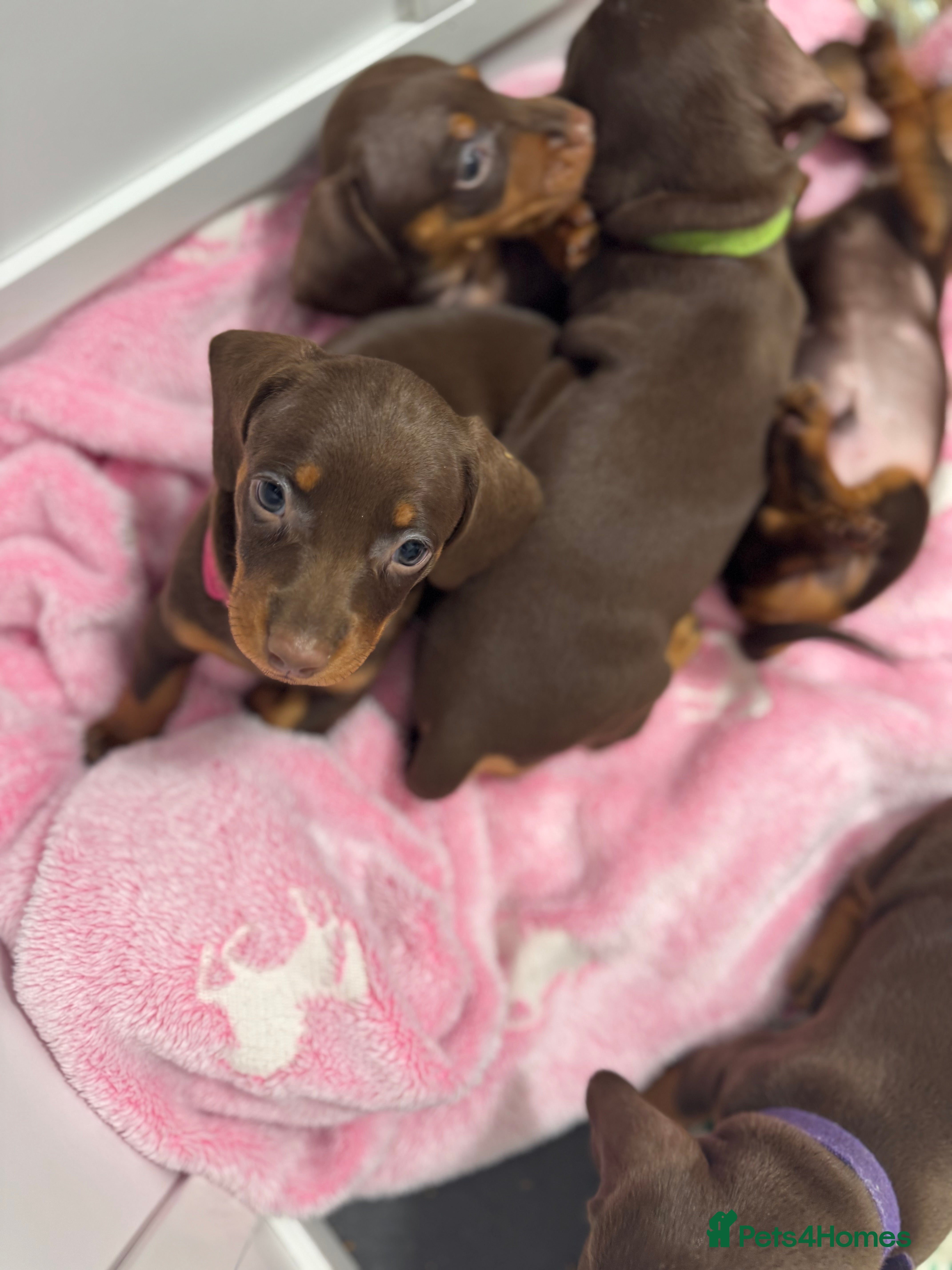 Miniature Dachshund dogs Miniature dachund puppies  - Advert 4