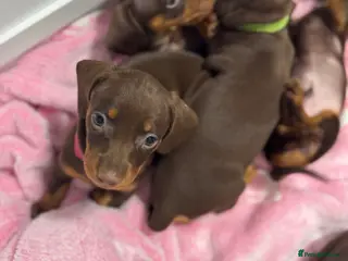 Miniature Dachshund dogs Miniature dachund puppies - Advert 4