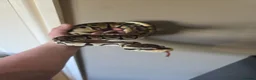 Python Snake reptiles for sale: Pastel Trojan Het Clown Royal Python  - Advert 4