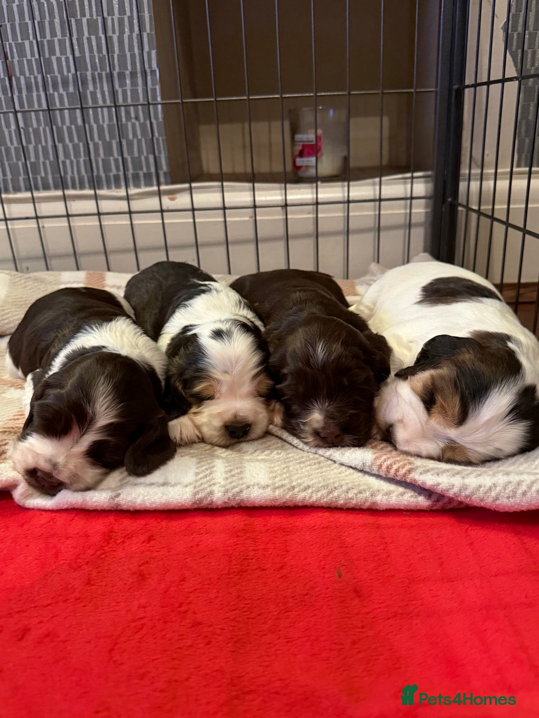 Cocker Spaniel dogs for sale: True to type Show Cocker Spaniels - KC reg parents - Advert 9