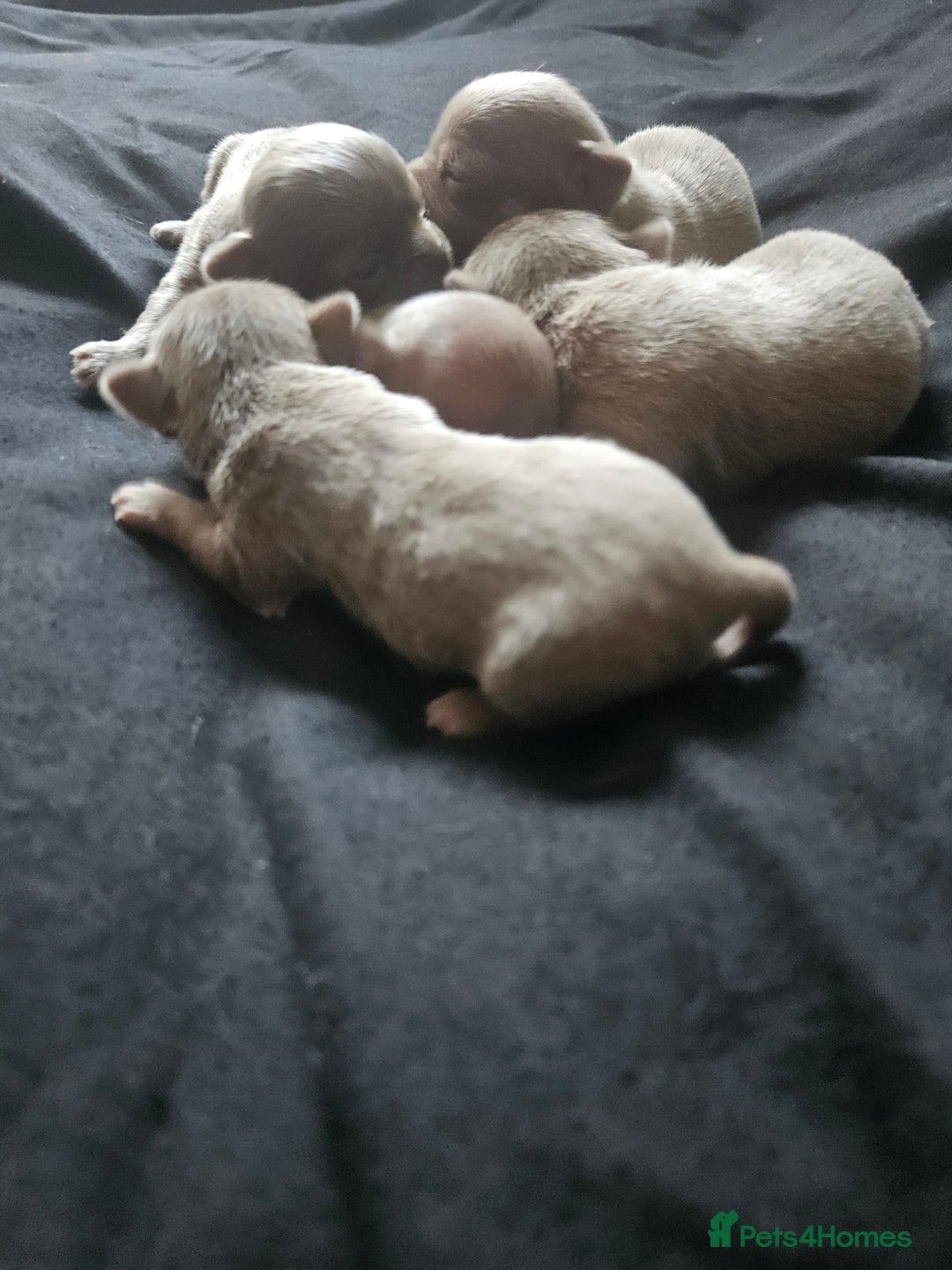 Chihuahua dogs for sale: Kc lilac small chihuahua  - Image 8