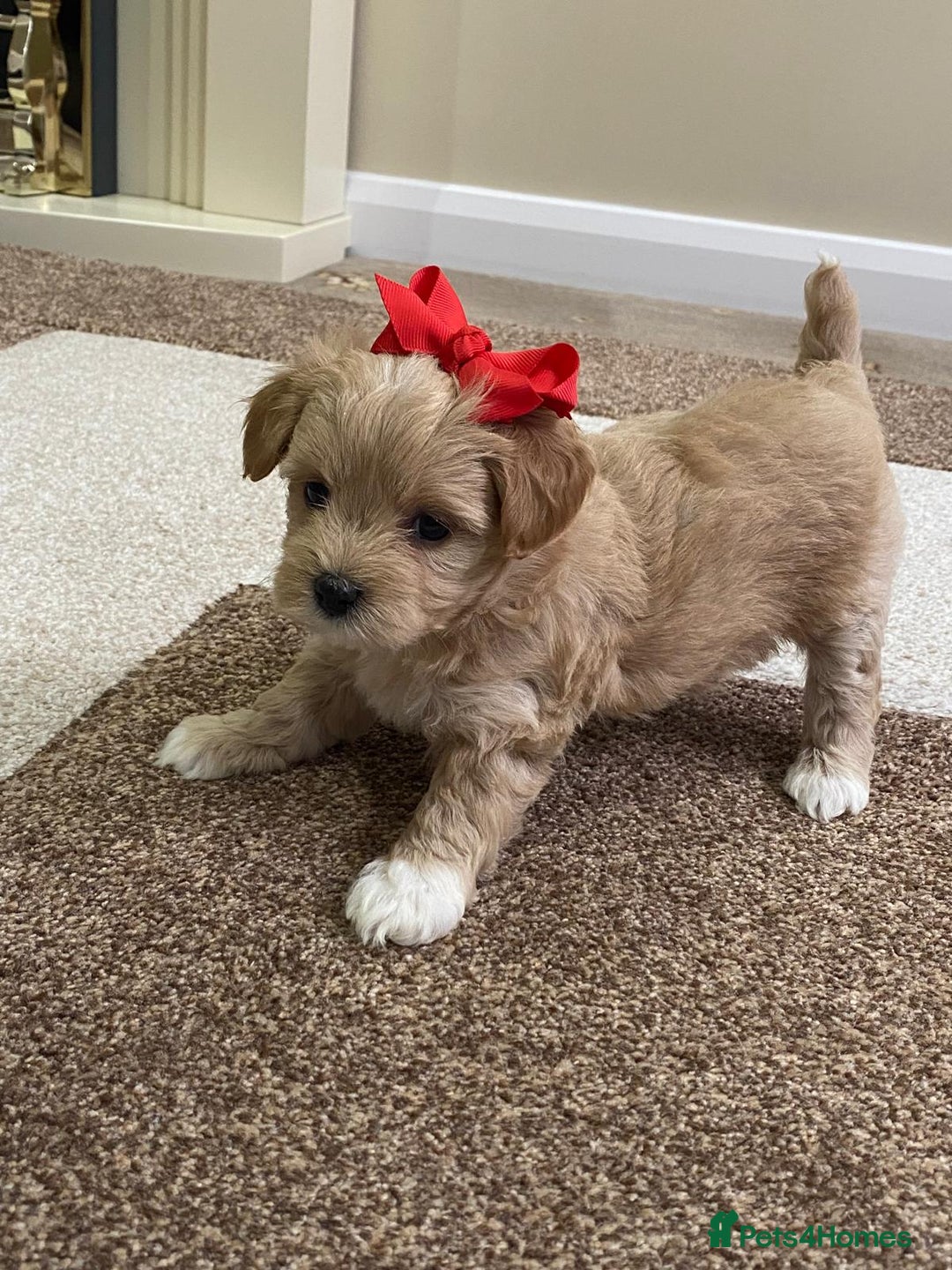 Maltipoo dogs for sale: Gorgeous f1 maltpoos health tested parents  - Image 8