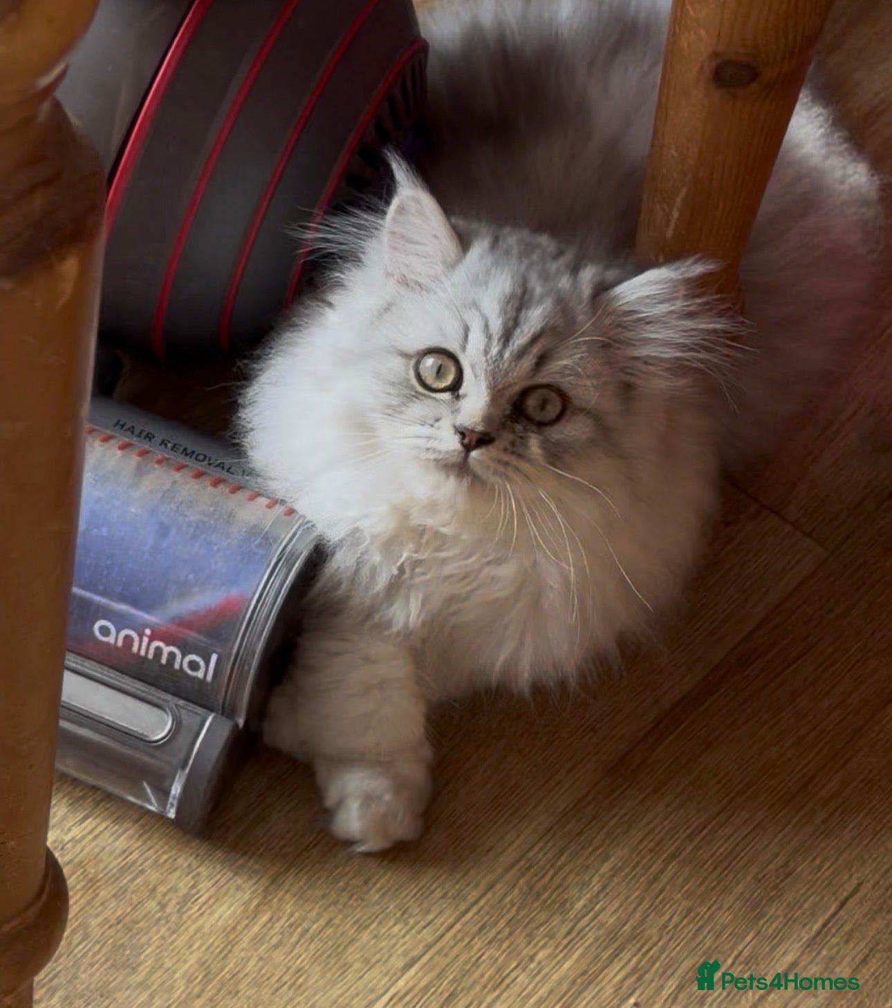 Persian cats Ready To Leave - Advert 11