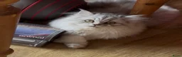 Persian cats for sale: Ready To Leave - Advert 1