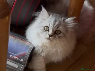 Persian cats Ready To Leave - Advert 11