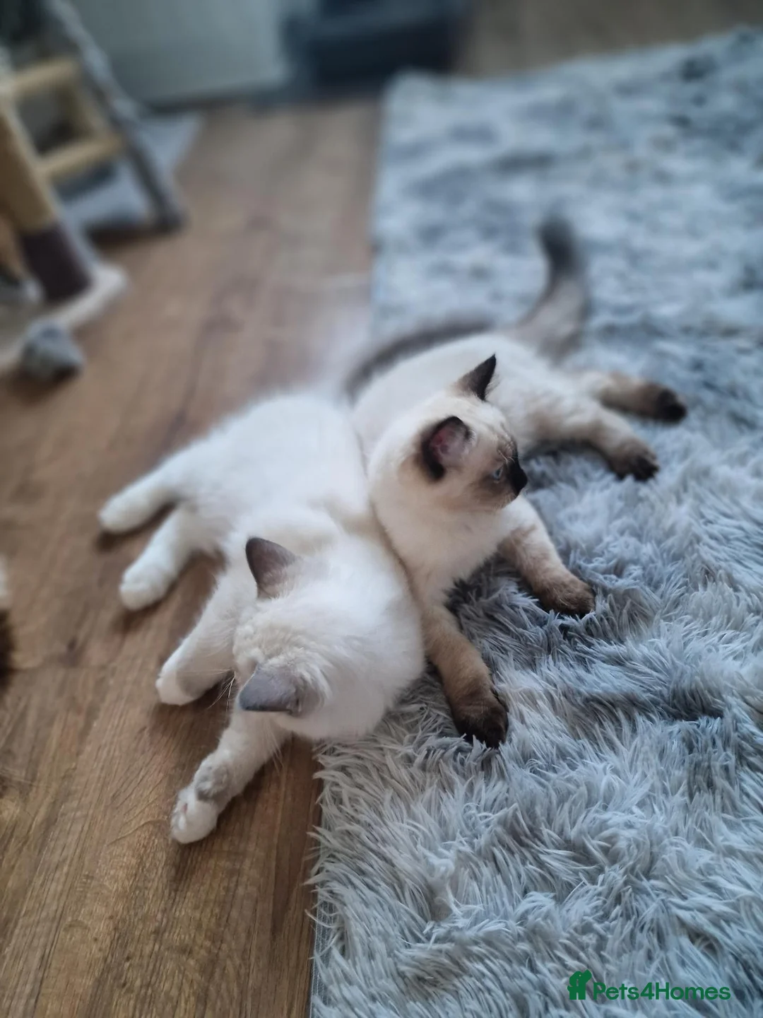 Ragdoll cats for sale: 2 nice 3 months kittens looking for new homes - Advert 2