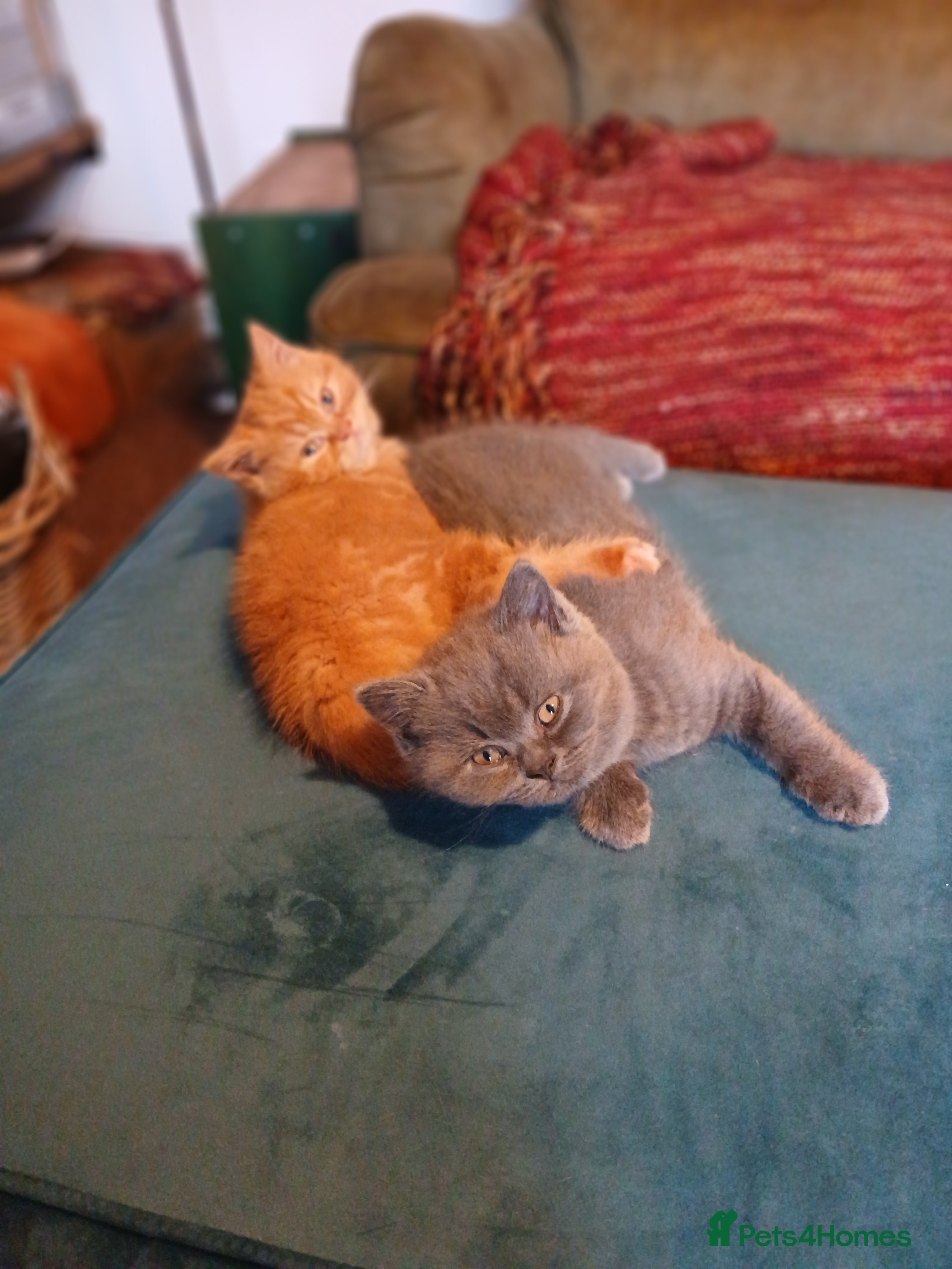 British Shorthair cats Gorgeous BSH (rare) red girl 🧡 and blue boy 💙 - Advert 4