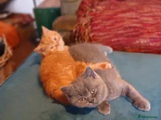 British Shorthair cats Gorgeous BSH (rare) red girl 🧡 and blue boy 💙 - Advert 4