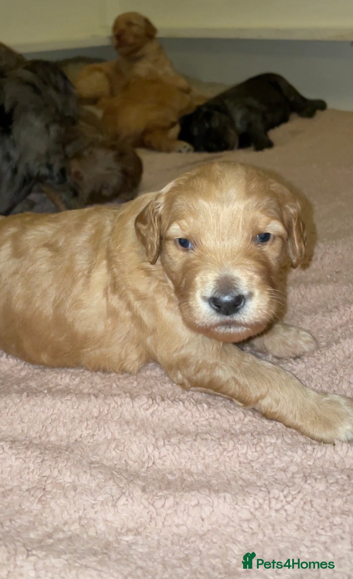 Double Doodle dogs Supreme Double Doodles - striking unique coats - Advert 1