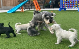 Miniature Schnauzer dogs for sale: *MINi SCHNAUZERS PUPPIES* - Image 3