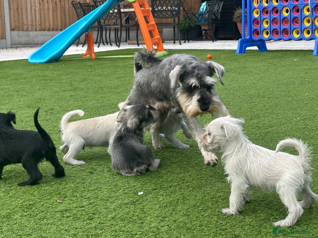Miniature Schnauzer dogs for sale: *MINi SCHNAUZERS PUPPIES* - Image 3