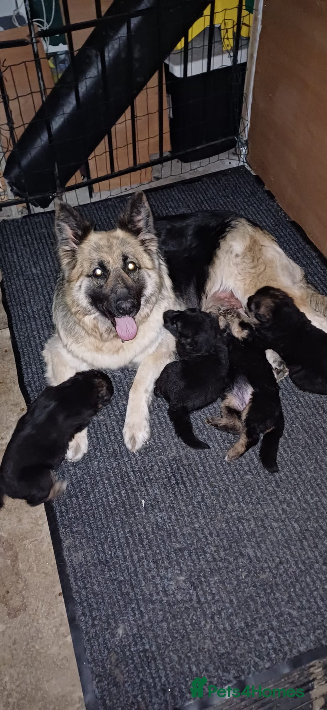 German Shepherd dogs for sale: Long-haired, chubby German Sheperd puppies! - Image 1