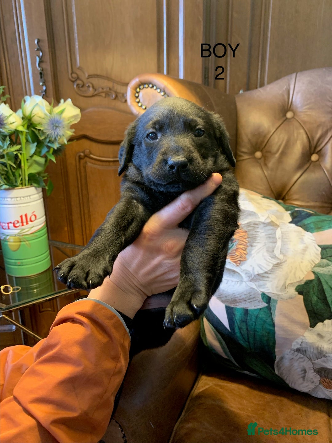 Labrador Retriever dogs for sale: Gorg KC reg labradors with amazing lineage - Advert 12