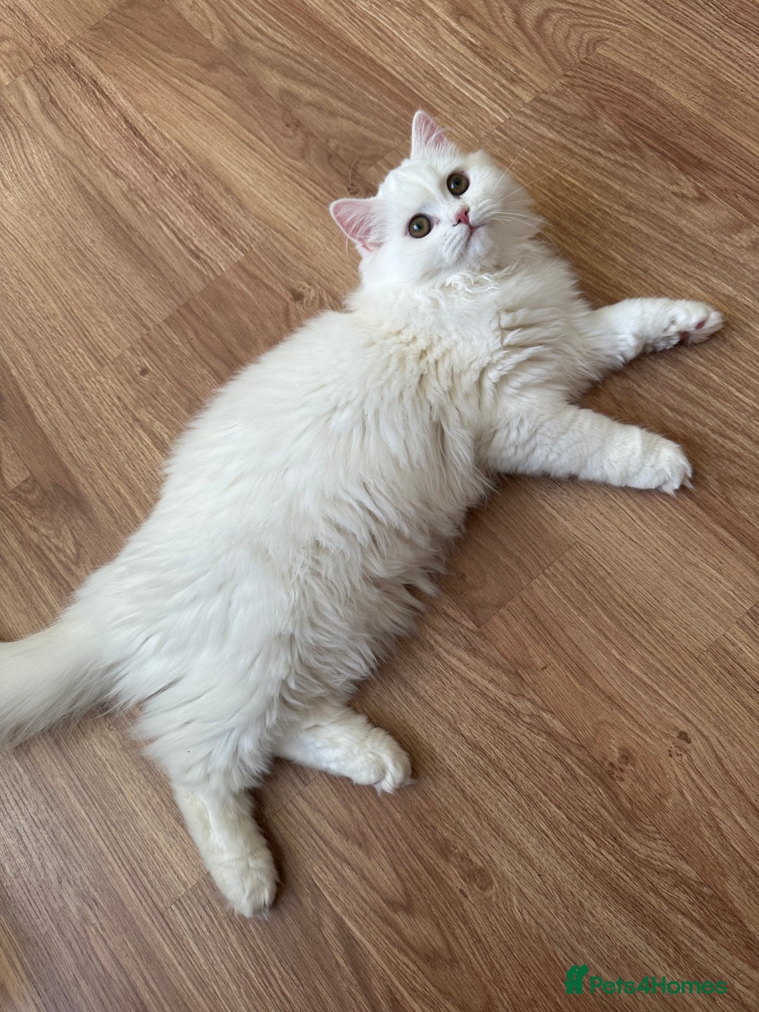 British Shorthair cats for sale: Gorgeous British Longhair & Shorthair Kittens - Advert 25