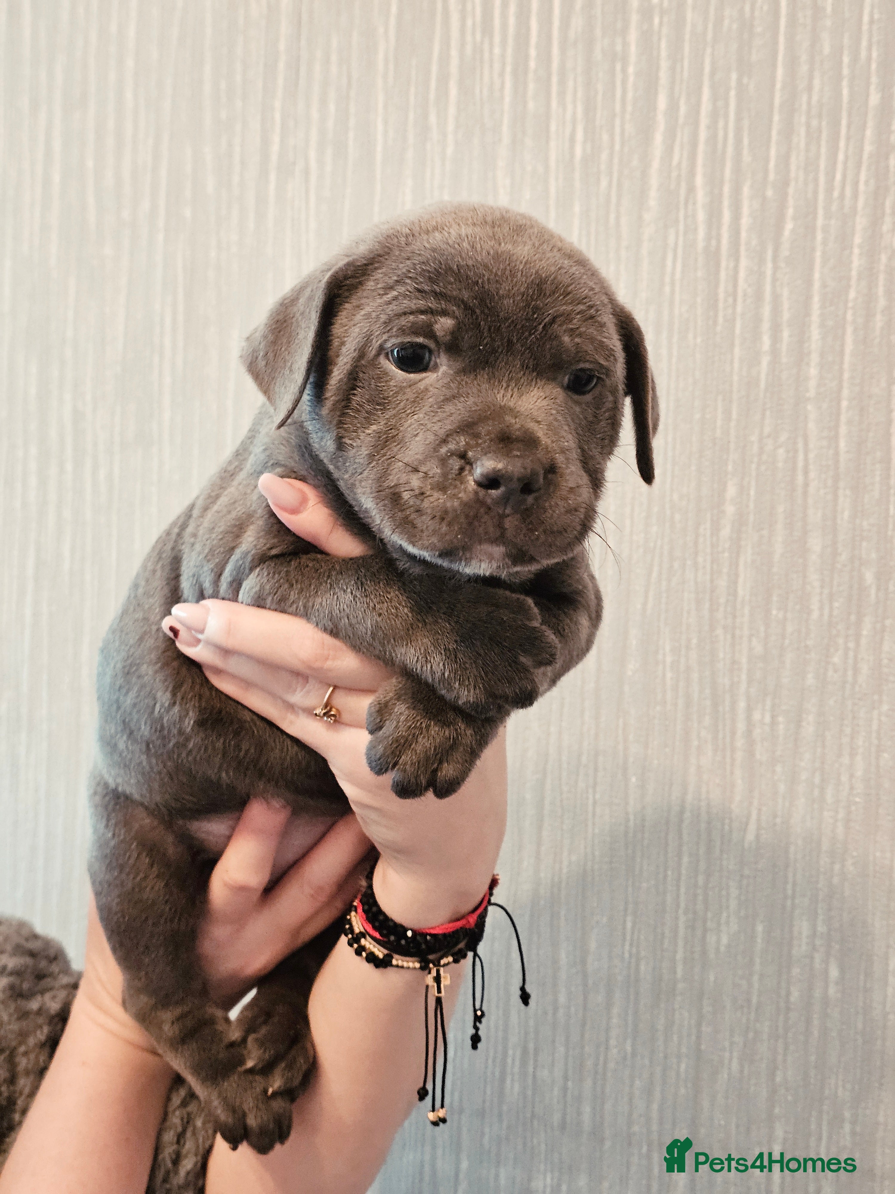 Staffordshire Bull Terrier dogs Puppy for sale - Advert 2