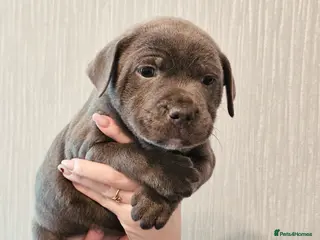 Staffordshire Bull Terrier dogs Puppy for sale - Advert 2