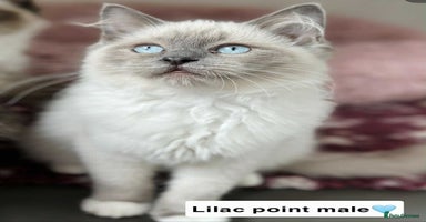 Ragdoll cats - Advert 3