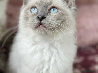 Ragdoll cats - Advert 8