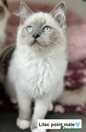 Ragdoll cats - Advert 4