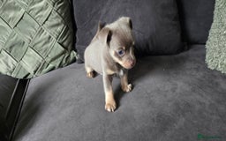 Chihuahua dogs for sale: Two males Chihuaha pups - Image 4