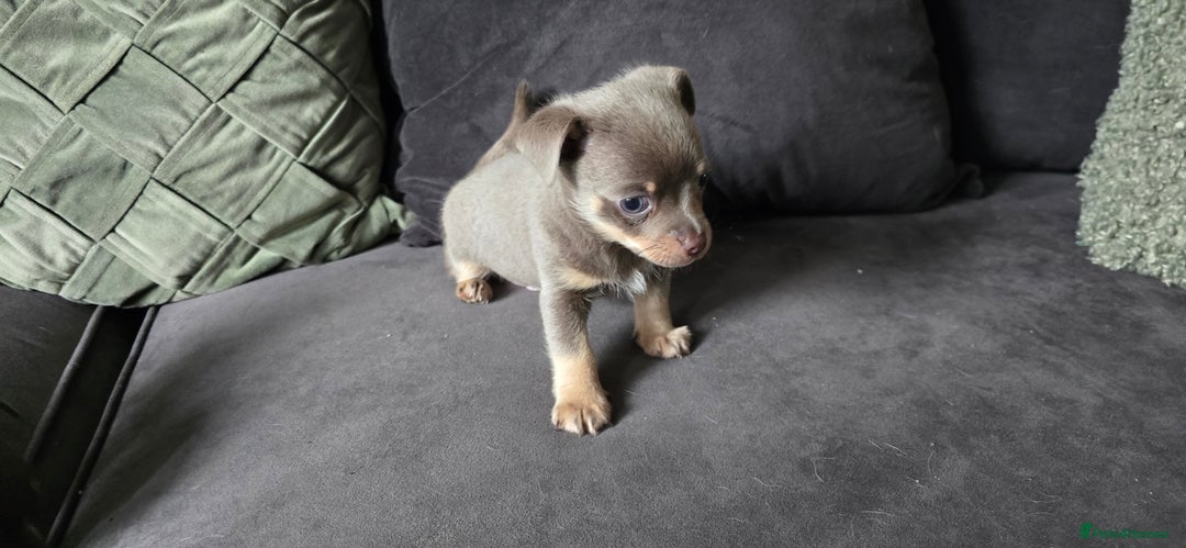 Chihuahua dogs for sale: Two males Chihuaha pups - Image 4