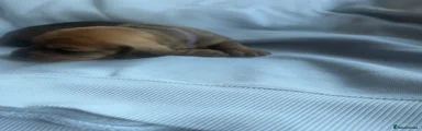 Dachshund 2