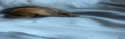 Dachshund dogs for sale: 4 beautiful dachshunds  - Advert 10